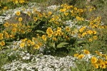 Arrow-leaved Balsamroot w/ Showy Phlox
