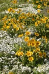Arrow-leaved Balsamroot w/ Showy Phlox