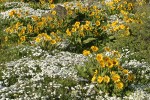 Arrow-leaved Balsamroot w/ Showy Phlox
