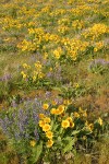 Arrow-leaved Balsamroot & Sulphur Lupines carpet hillside