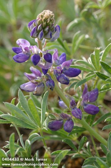 Seashore Lupine blossoms & foliage