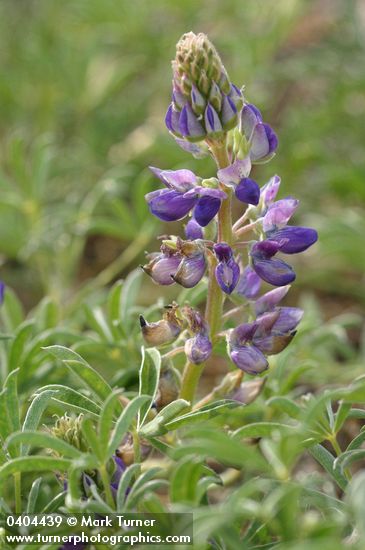 Seashore Lupine blossoms & foliage