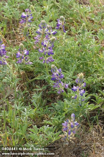 Seashore Lupine