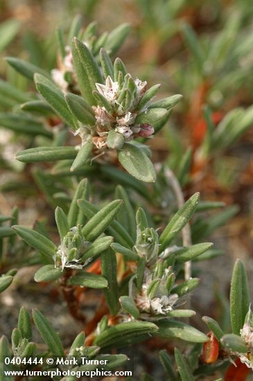 Beach Knotweed blossoms & foliage