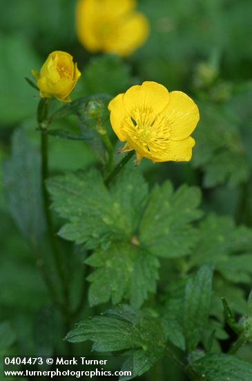 Creeping Buttercup