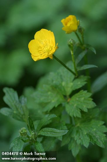 Creeping Buttercup blossom & foliage detail