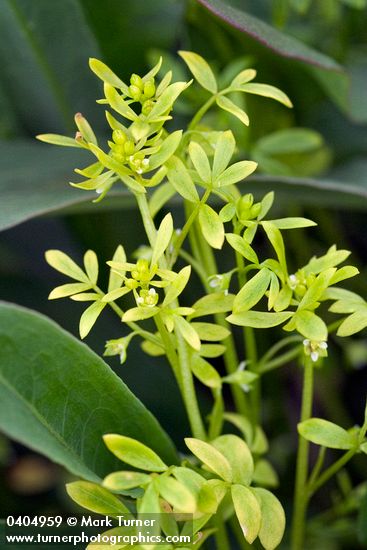 False Mermaidweed supported on Polygonum leaves