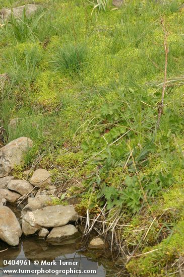 False Mermaidweed covers ground along small stream