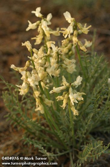 Yakima Milkvetch