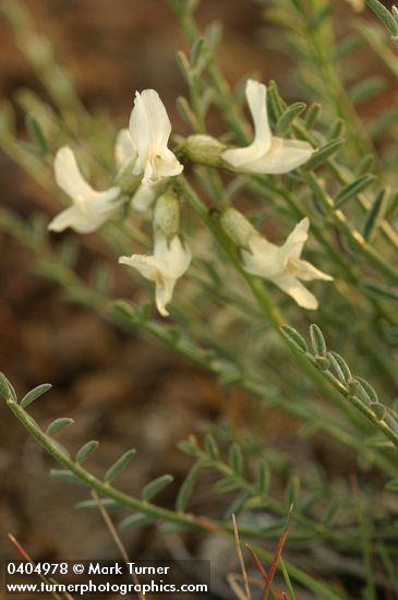 Yakima Milkvetch blossoms & foliage
