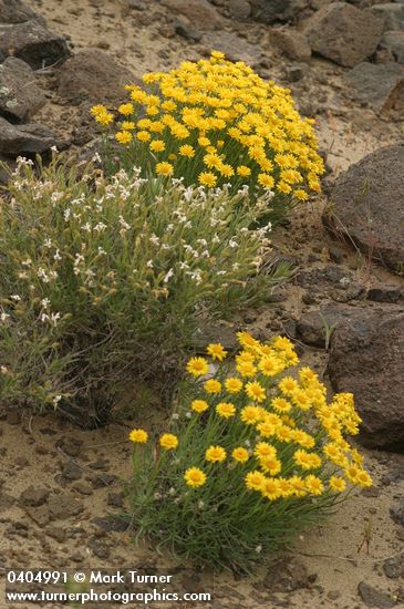 Yellow Desert Daisies frame Showy Phlox at end of bloom
