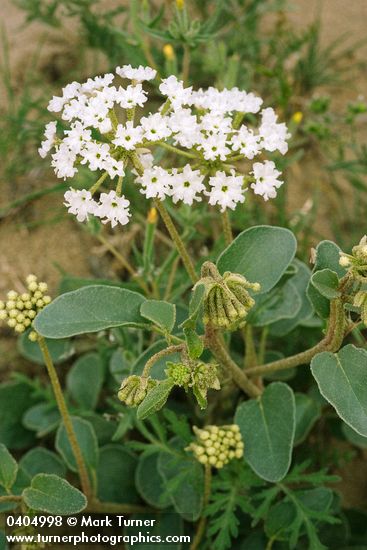 White Sand Verbena