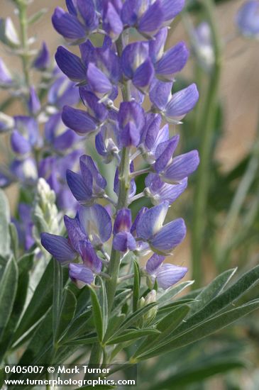Streambank Lupine blossoms
