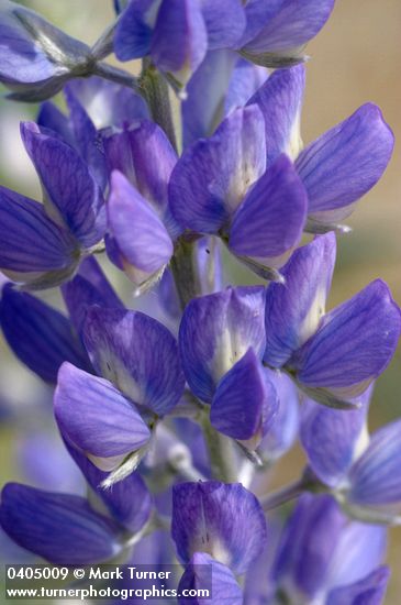 Streambank Lupine blossoms detail