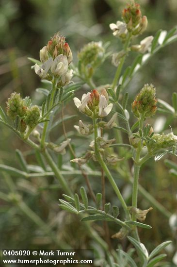 Buckwheat Milkvetch blossoms & foliage