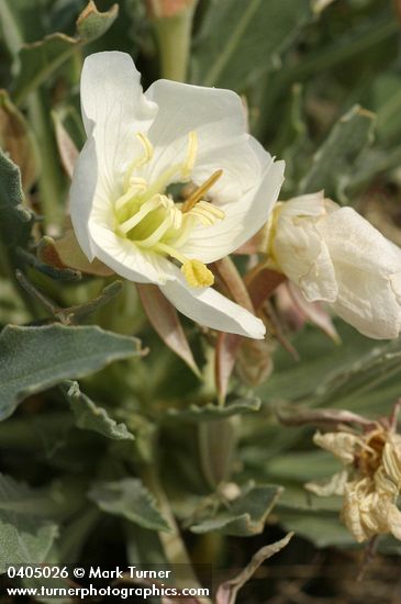 Tufted Evening Primrose blossom & foliage detail