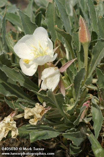 Tufted Evening Primrose blossom & foliage detail