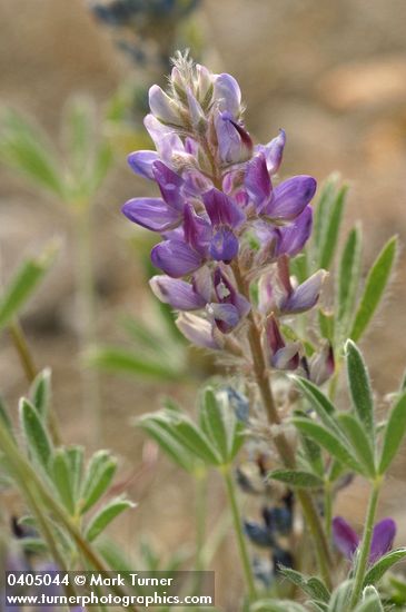 Dry-ground Lupine blossoms & foliage