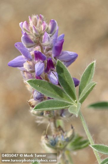 Dry-ground Lupine blossoms & foliage detail