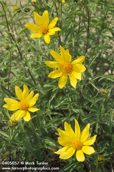 Cusick's Sunflower blossoms & foliage