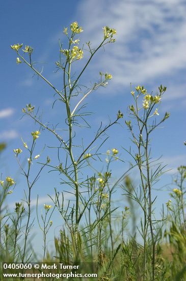 Tumbling Mustard low angle against blue sky