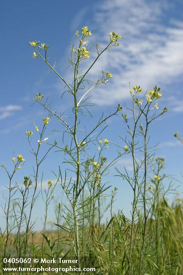 Tumbling Mustard low angle against blue sky