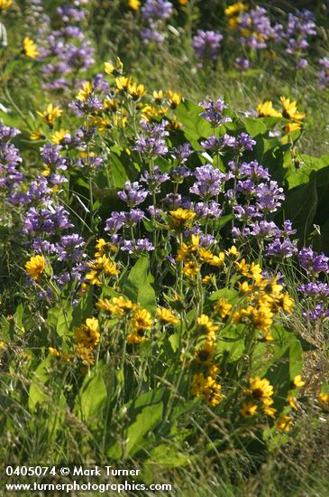 Sticky-stem Penstemon w/ Carey's Balsamroot