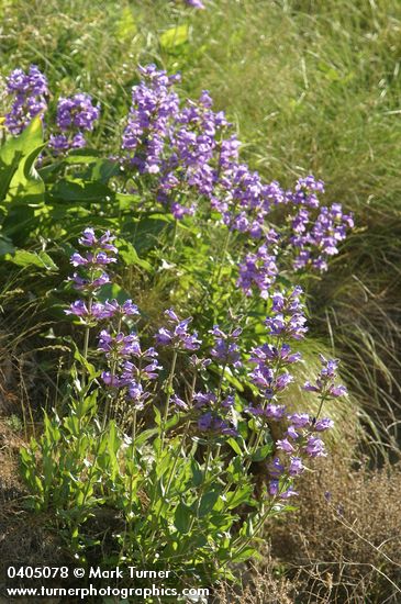 Sticky-stem Penstemon