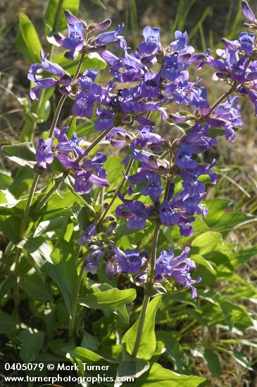 Sticky-stem Penstemon