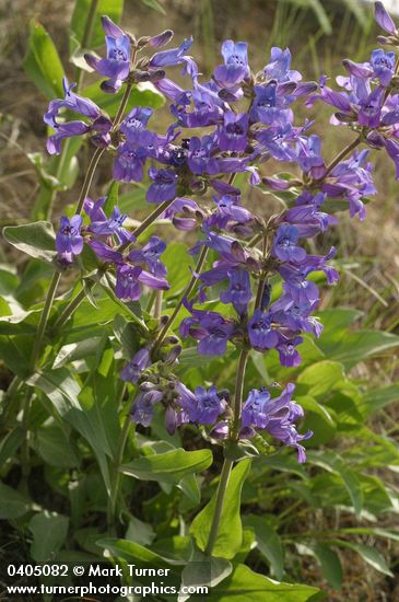 Sticky-stem Penstemon
