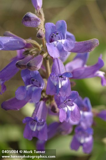 Sticky-stem Penstemon blossoms detail