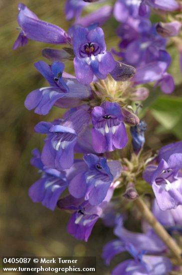 Sticky-stem Penstemon blossoms detail