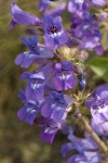Sticky-stem Penstemon blossoms detail