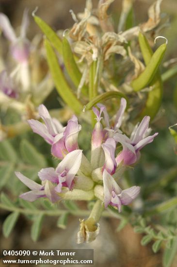 Columbia Milk Vetch blossoms, immature fruit & foliage