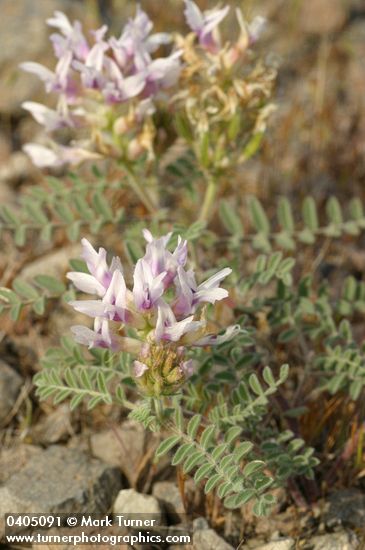 Columbia Milk Vetch