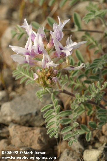 Columbia Milk Vetch