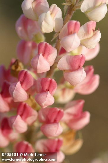Pink form Bingen Lupine blossoms extreme detail