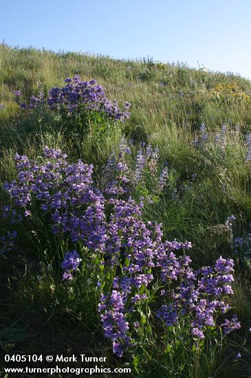 Sticky-stem Penstemon in meadow under blue sky