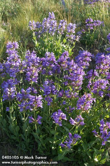 Sticky-stem Penstemon