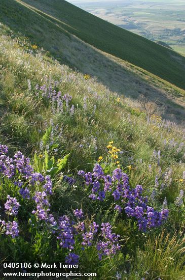 Sticky-stem Penstemon on Horse Heaven Hills