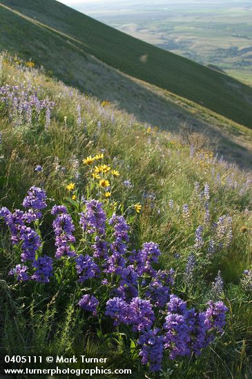 Sticky-stem Penstemon on Horse Heaven Hills