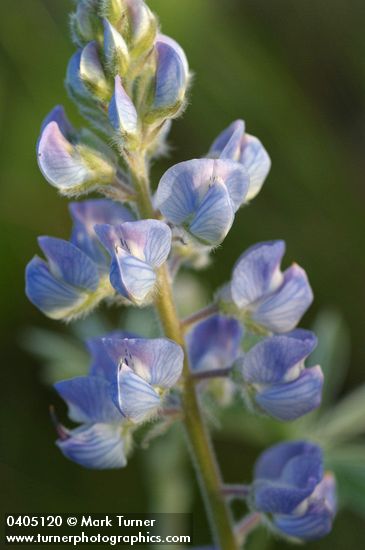 Silvery Lupine blossoms detail