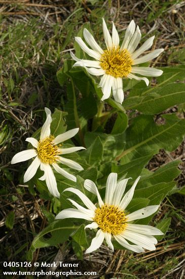 White Mule's Ears