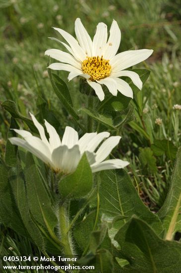 White Mule's Ears