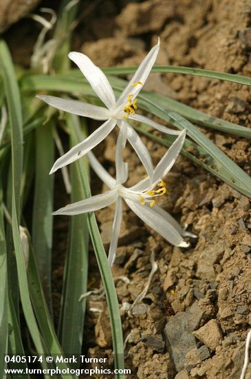 Sand Lily blossoms & foliage detail