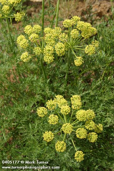 Fern-leaved Lomatium (yellow-flowered form) blossoms & foliage