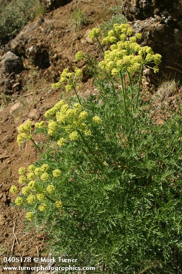 Fern-leaved Lomatium (yellow-flowered form)