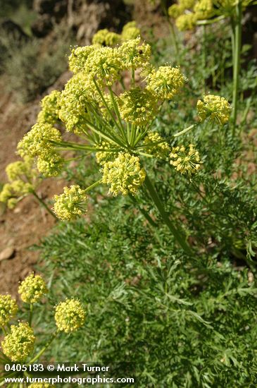 Fern-leaved Lomatium (yellow-flowered form) blossoms & foliage