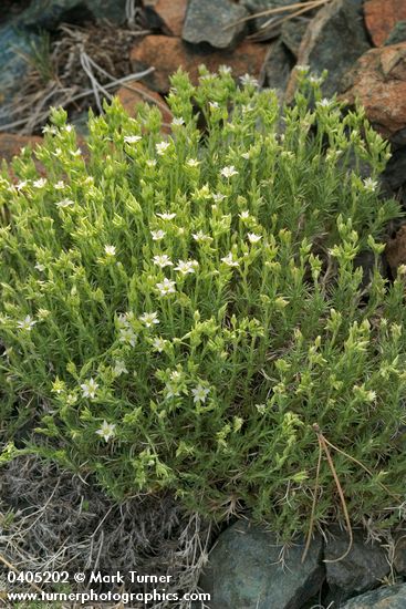 Nuttall's Sandwort on serpentine talus