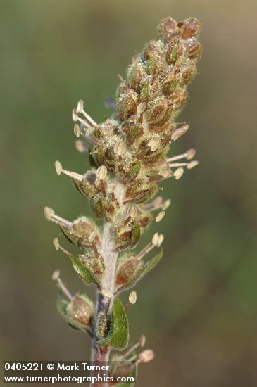 Red Besseya blossoms extreme detail